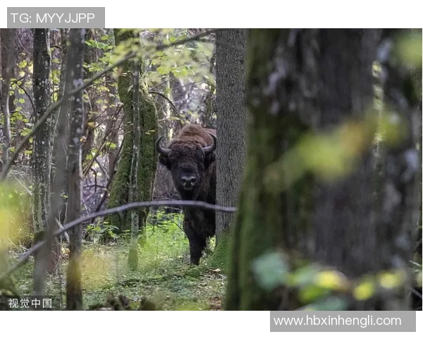 韦拉与美洲狮精彩对决现场直播全程回顾与分析